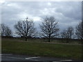 SP2961 : Trees and farmland beside the A452 by JThomas
