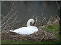TF0407 : Nesting swan at Newstead Mill near Stamford by Richard Humphrey