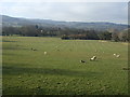 Grazing near Upton St Leonards