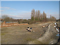 Cleared colliery sidings