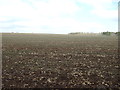 Farmland, Wistley Hill