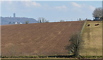J4569 : Drumlin fields, Comber (7) by Albert Bridge