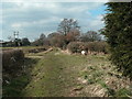 The green lane near Morley Green