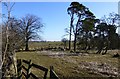 Sheep and rough pasture 