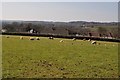 Culmstock : Sheep Grazing