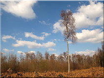 TQ3923 : Solitary birch in Wapsbourne Wood by Stephen Craven
