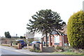 Monkey Puzzle Tree, Robin Hood Lane, Lydd