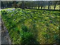 Bed of spring flowers by road at Fobdown Farm