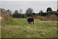 Bull by the footpath