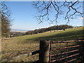 Grazing sheep and wood near Pentre Farm