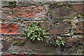 Ferns on the wall by the Viking Way