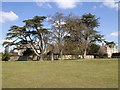 Three trees on China Corner