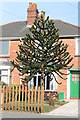 Monkey Puzzle Tree, Moorland Avenue, Lincoln