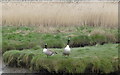 Canada Geese at Eling