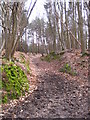 Track in Old Hall Woods