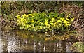 SU3875 : Marsh marigolds by the River Lambourn by Steve Daniels
