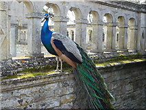 SP9292 : Posing peacock at Kirby Hall by Richard Humphrey
