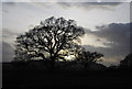 SX9783 : Trees silhouetted against the setting sun by N Chadwick