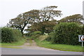 Windswept beech trees at Sampson Cross