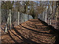 Church Path, Silwood Park