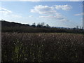 Farmland and hedgerows, Cambridge