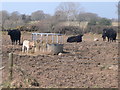 Cows and calves near Groeslon