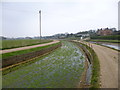 Bere Regis, watercress beds