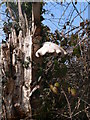 Bracket fungus on a tree stump