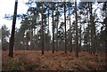 Conifers, Broadwater Forest