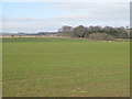 Farmland east of Megsmill Plantation