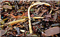 J4682 : Seaweed, Helen's Bay (2013-4) by Albert Bridge