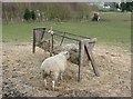 Sheep eating hay