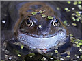 NY0565 : A frog at Caerlaverock Wetland Centre by Walter Baxter