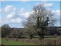 Hedgerow trees near Norman