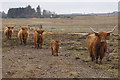 Highland cattle, Loch of Kinnordy