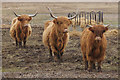 Highland cattle, Loch of Kinnordy