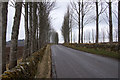 Lombardy poplars along the road to Glasswell, Kirriemuir