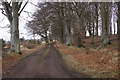 Track to Logie, Kirriemuir