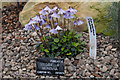 Soldanella montana in the glasshouses at St Andrews Botanic Gardens