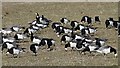 NY0565 : Grazing barnacle geese at Caerlaverock Wetland Centre by Walter Baxter