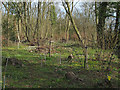 Spring Flowers in Birchanger Wood