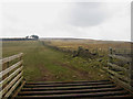 NU0132 : Grass field on Horton Moor by Graham Robson