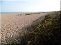 Gorse bushes on Pagham beach