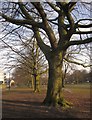 Trees on West Park Stray, Harrogate