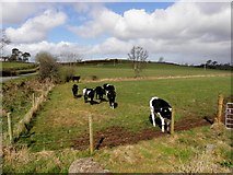 H4968 : Cows, Camowen by Kenneth  Allen