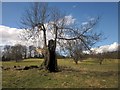 Old tree, Jacob Smith Park, Scriven