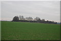 Barns, Britton Farm