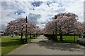 Avenue of cherry trees