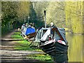 Grand Union Canal, opposite Swan Mead, Hemel Hempstead (3 of 3)