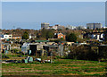Prittlewell allotments
